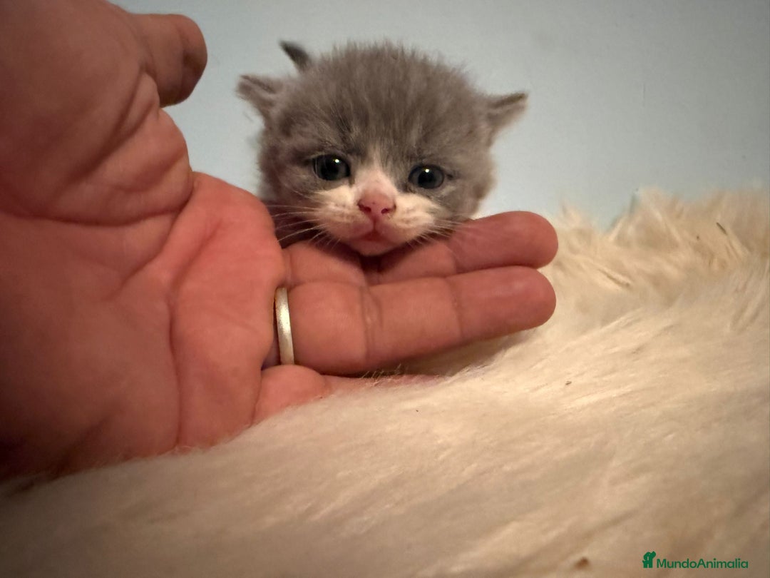 Británico de Pelo Corto gatos en venta: BRITISH♀️♂️ POSIBILIDAD DE VER EN MADRID. - Imagen 1