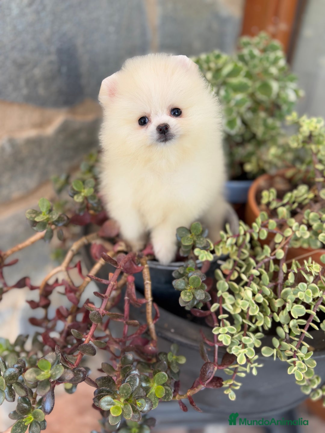 Pomerania perros en venta: Pomeranias Macho disponible  - Imagen 4