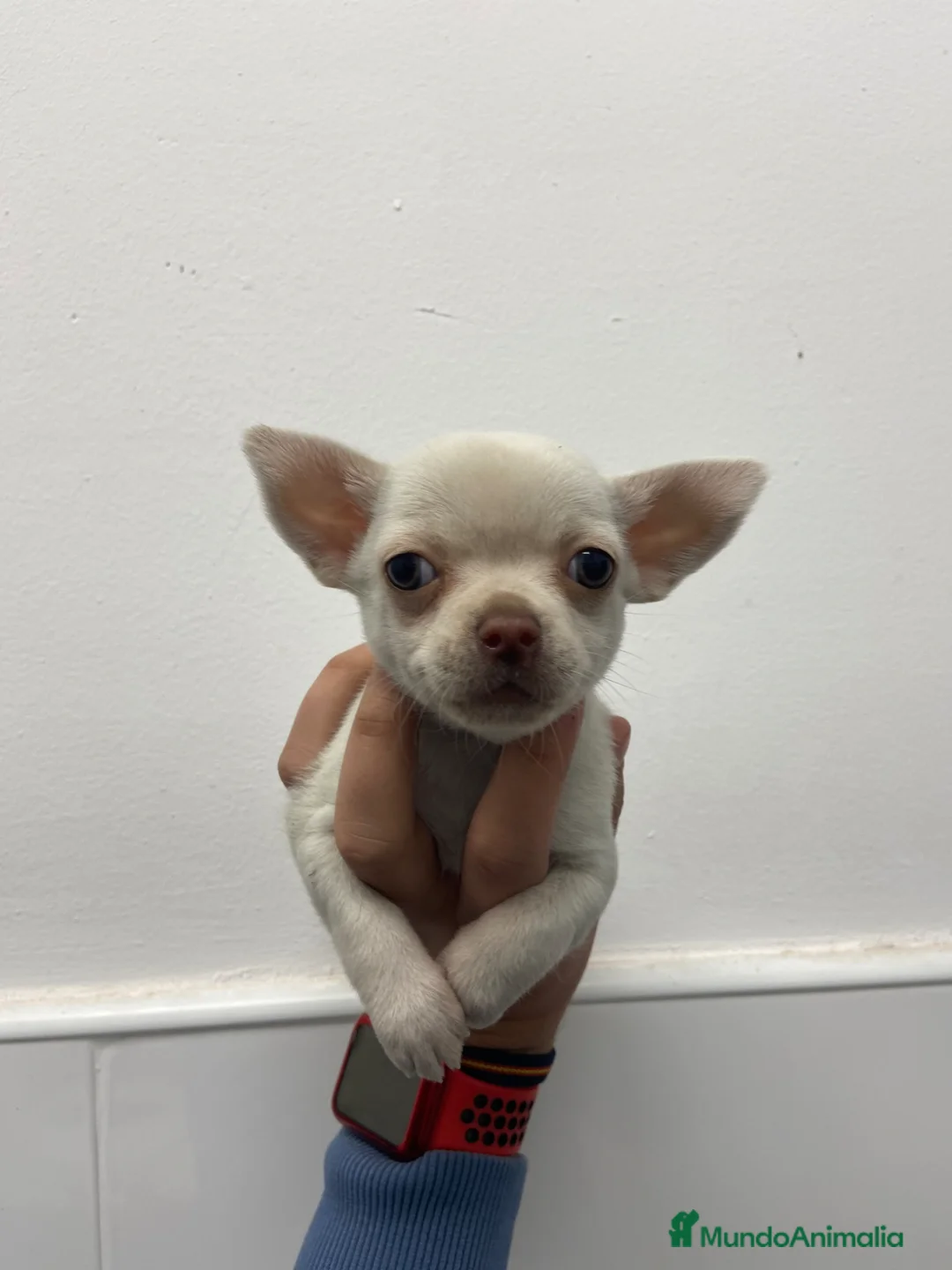 Chihuahua perros en venta: Cachorros Chihuahuas 600€ PRECIO REAL - Anuncio 2