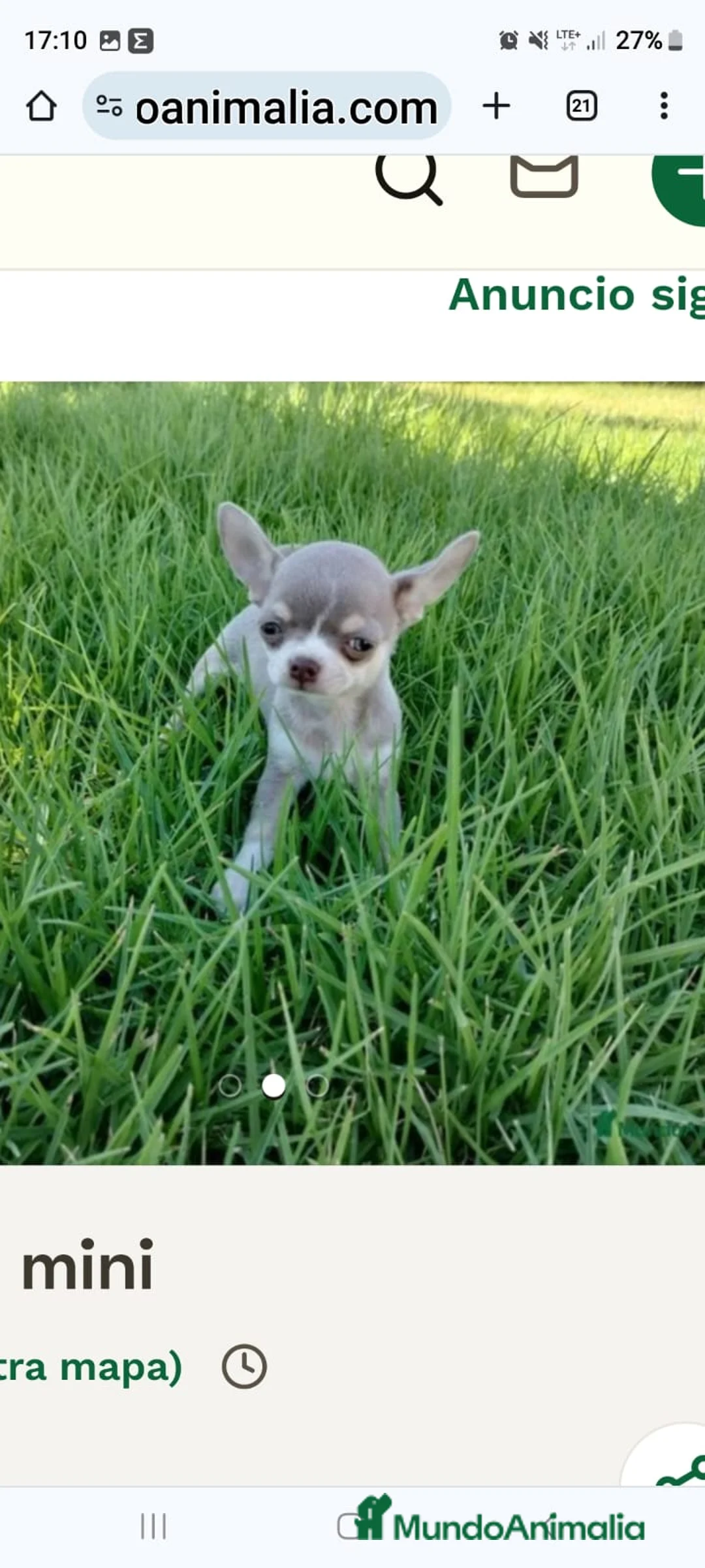Chihuahua perros en venta: Chihuahua toy - Anuncio 1