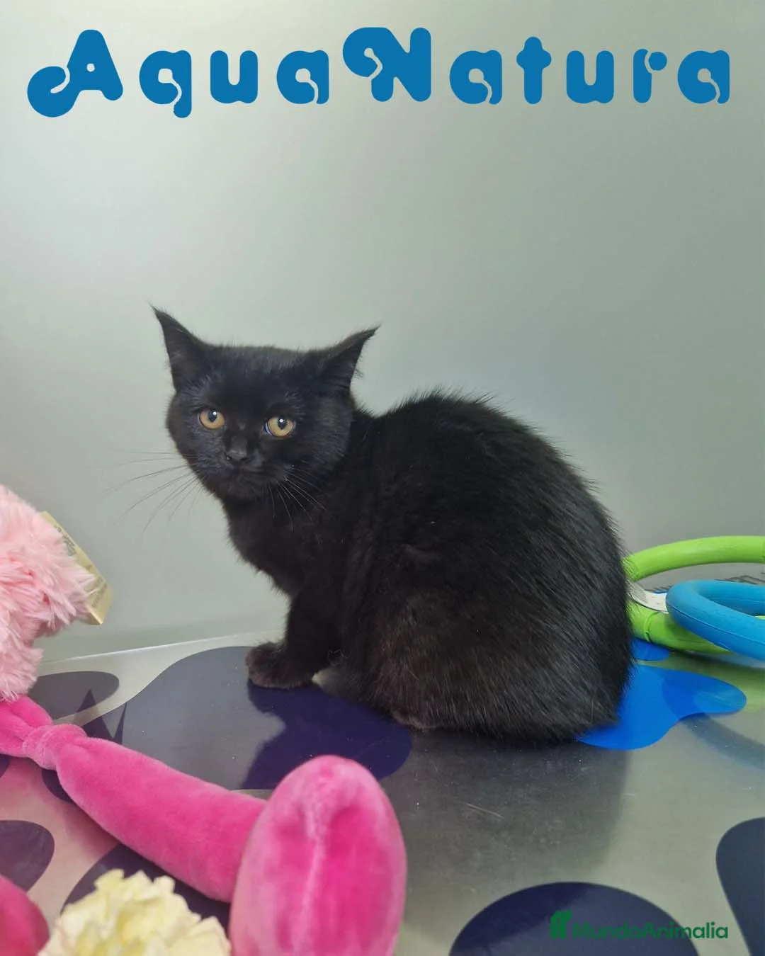 Británico de Pelo Corto gatos en venta: British Shorthair Hembra 1735 AQUANATURA - Anuncio 4