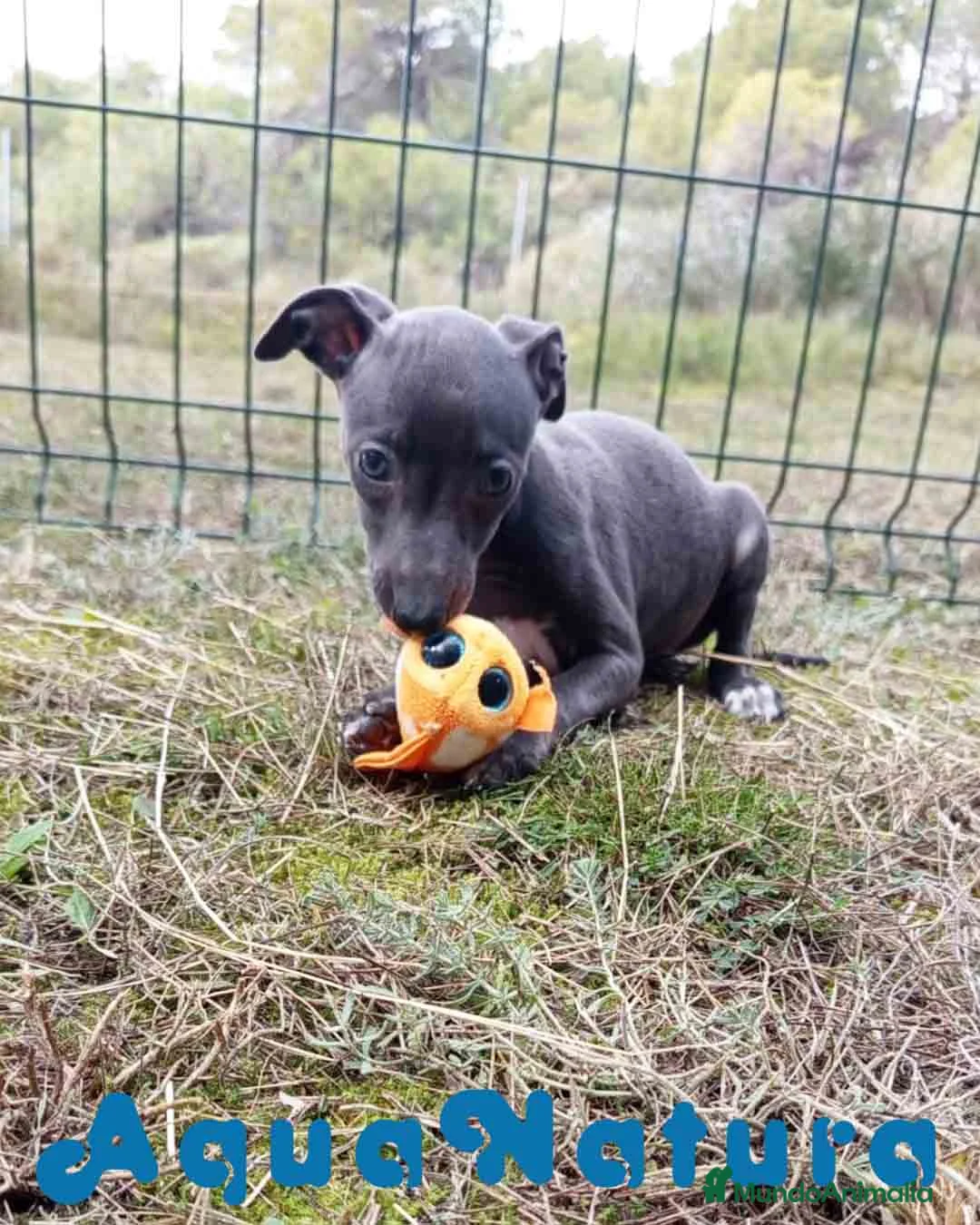 Pequeño Lebrel Italiano perros en venta: Lebrel Italiano Hembra 3 de AB y Omega AQUANATURA - Anuncio 11