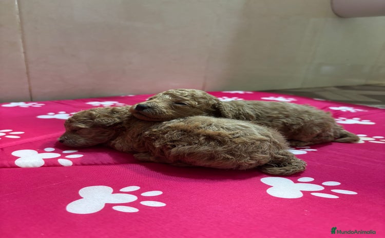 Caniche Mediano perros - Anuncio 1