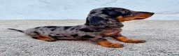 Teckel Miniatura perros en venta: Teckel kaninchen Arlequín  - Anuncio 14