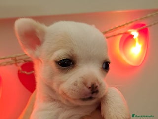 Chihuahua perros en Barcelona - Anuncio 41