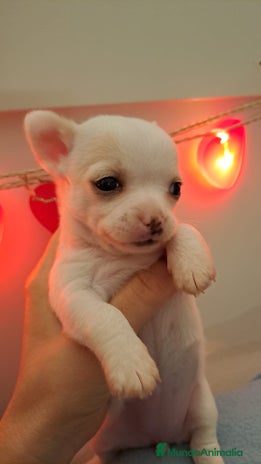 Chihuahua perros en Barcelona - Anuncio 18