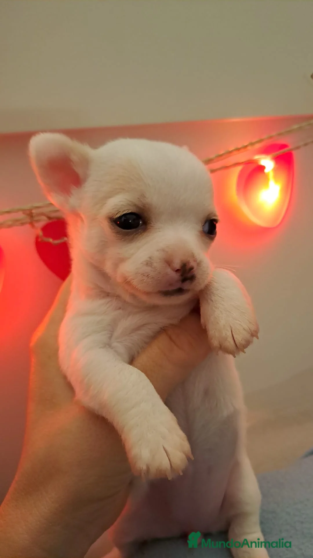 Chihuahua perros en venta: Chihuahuas toys en Barcelona - Anuncio 1