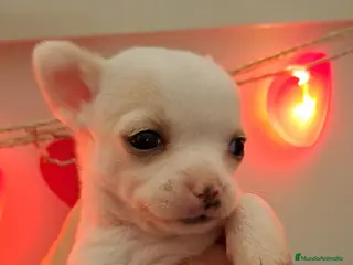 Chihuahua perros Chihuahuas toys en Barcelona - Anuncio 7