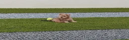 Maltipoo perros en venta: Maltipoo  - Anuncio 4