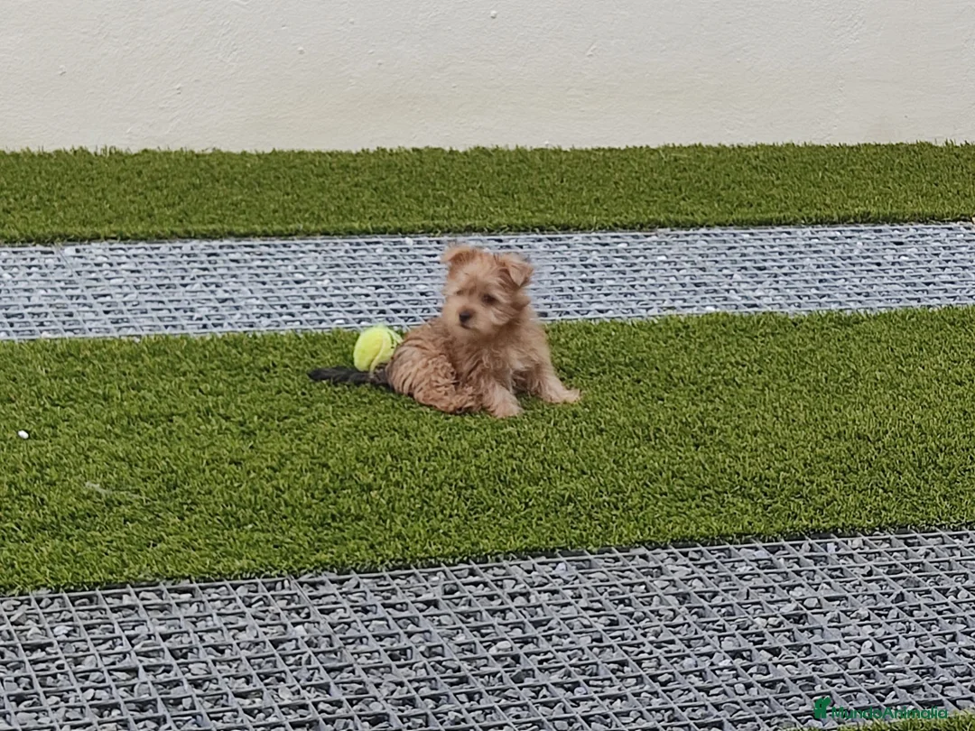 Maltipoo perros en venta: Maltipoo  - Anuncio 4