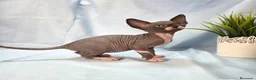 Sphynx gatos en venta: Gatito Sphynx  - Anuncio 2
