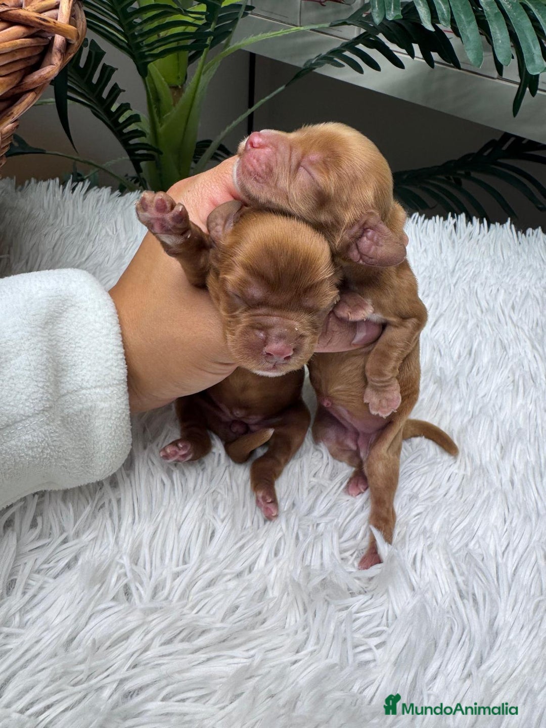 Cocker Spaniel Inglés perros en venta: COCKER SPANIEL INGLES - Anuncio 9