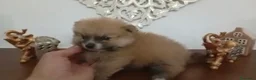 Pomerania perros en venta: Pomerania oso - Anuncio 2