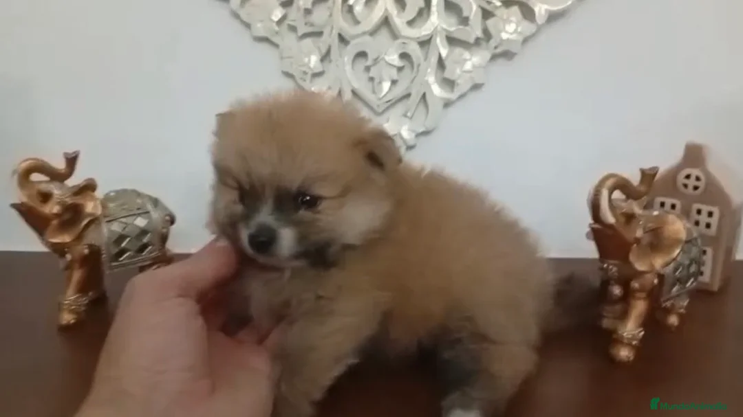 Pomerania perros en venta: Pomerania oso - Anuncio 2