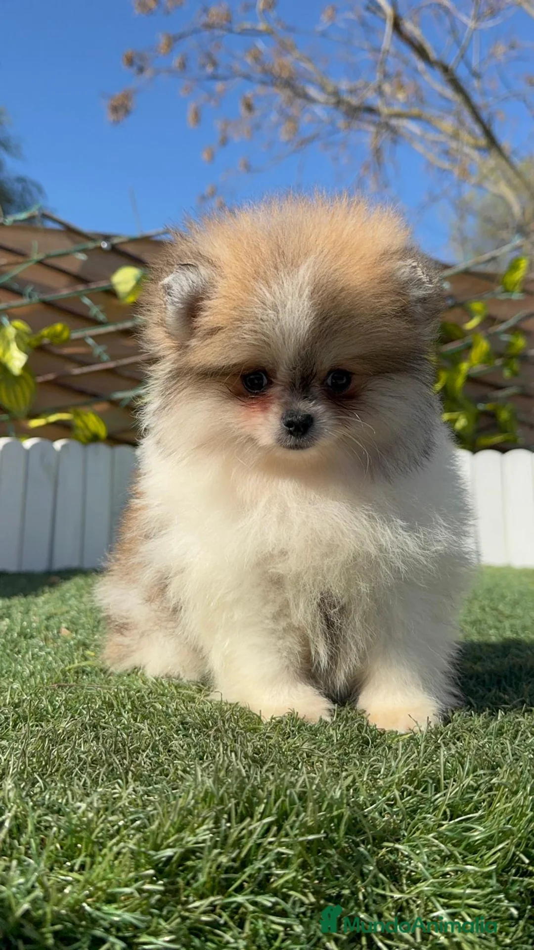 Pomerania perros en venta: POMERANIA HEMBRA - Anuncio 2