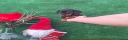 Teckel Miniatura perros en venta: TECKEL MINIATURA & KANNINCHEN  - Anuncio 2