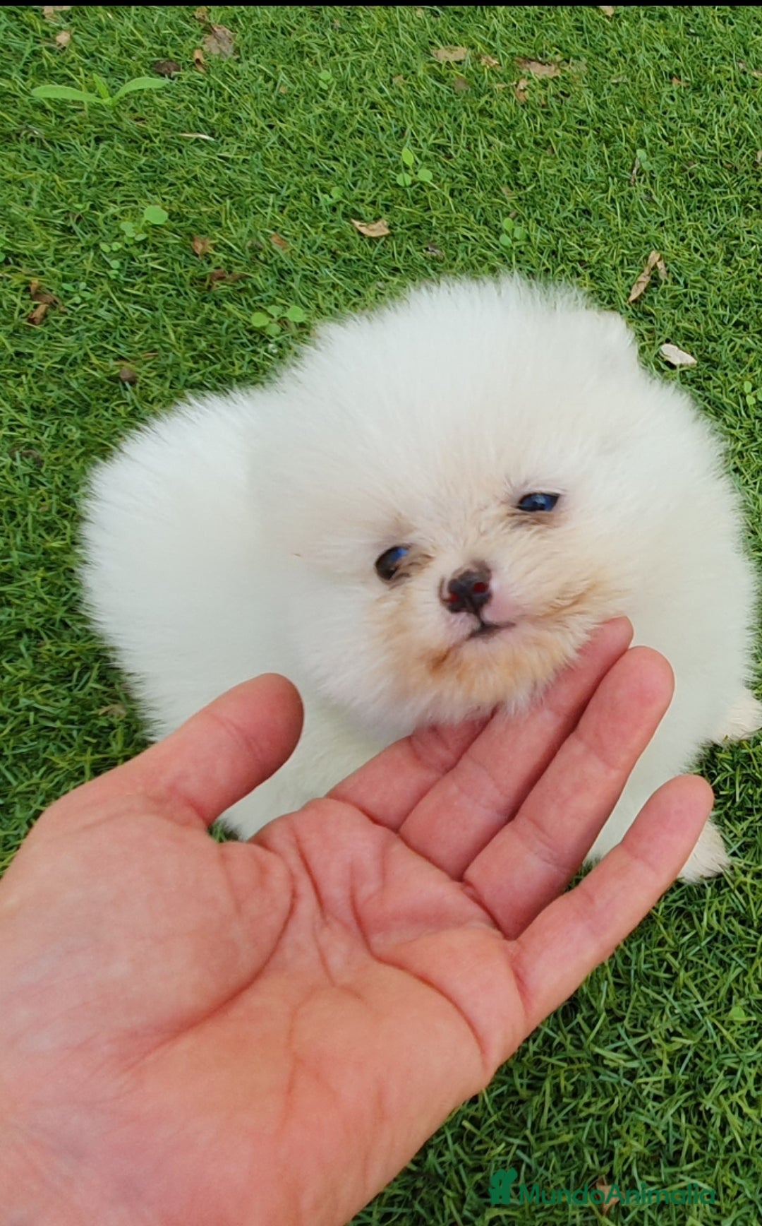 Pomerania perros en venta: Pomerania Blanco Nuclear MUY EXCLUSIVO - Imagen 9
