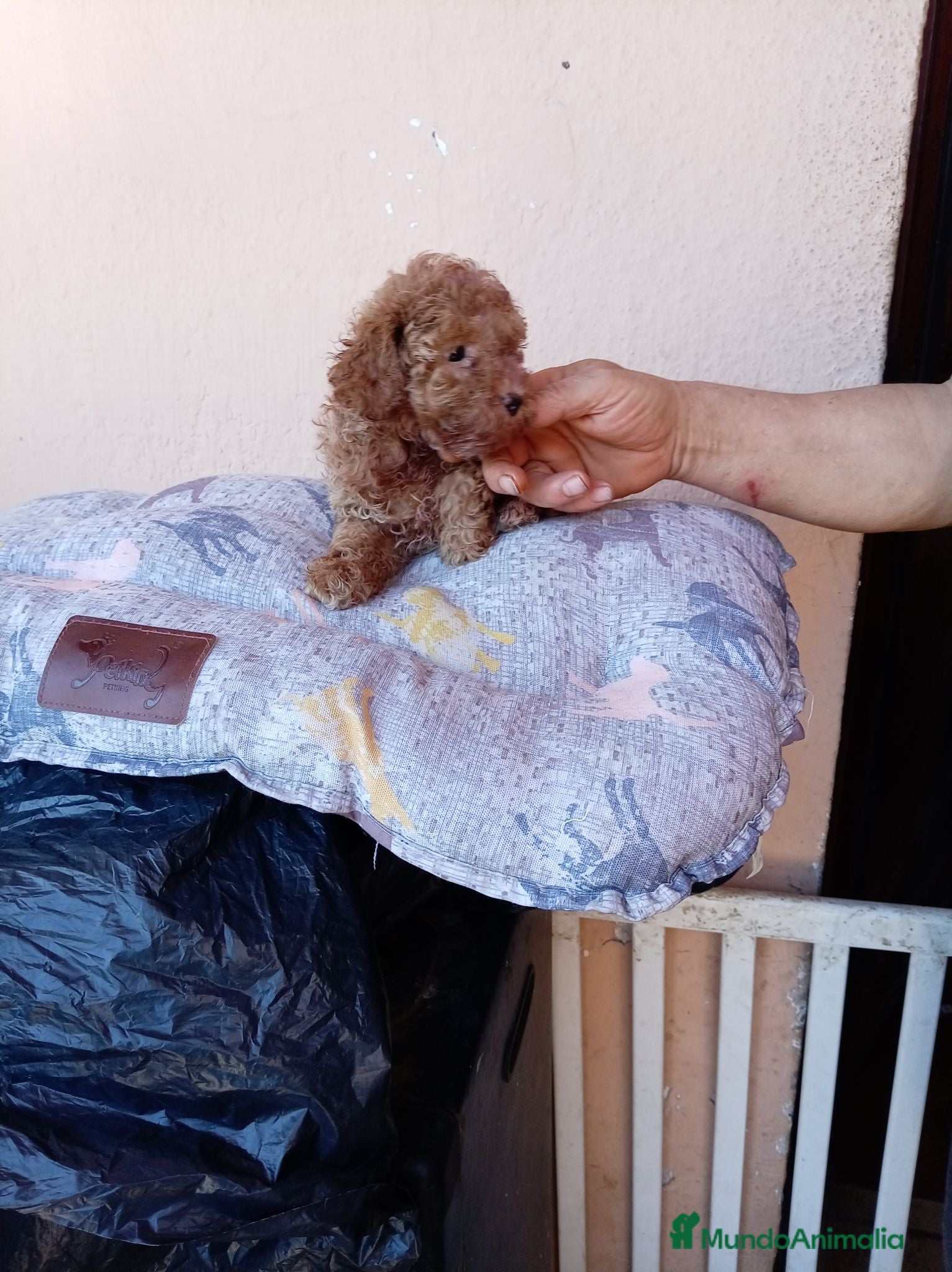 Caniche Toy perros Caniche toy - Anuncio 2