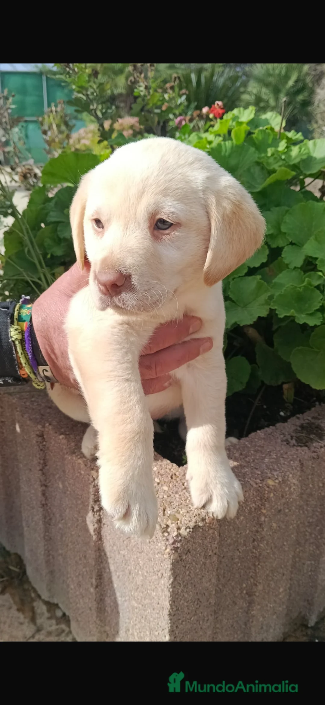 Labrador Retriever perros en venta: Último labrador disponible para entregar ya - Anuncio 1