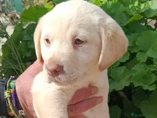 Labrador Retriever perros Último labrador disponible para entregar ya - Anuncio 2