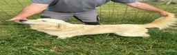Golden Retriever perros en venta: GOLDEN RETREVIER - Anuncio 4