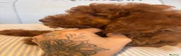 Caniche Enano perros en venta: CACHORRITO DE CANICHE ENANO ROJO - Anuncio 2