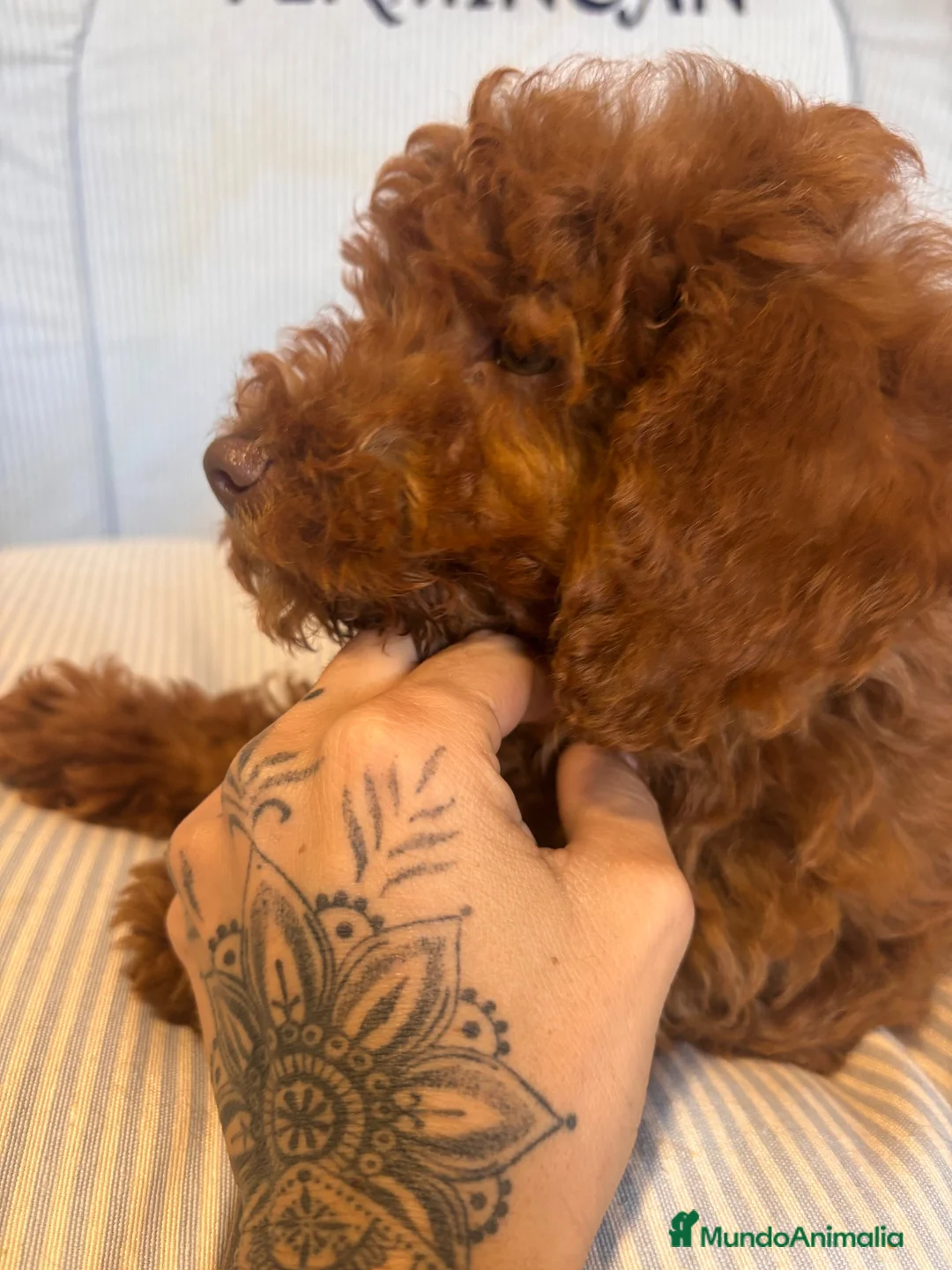 Caniche Enano perros en venta: CACHORRITO DE CANICHE ENANO ROJO - Anuncio 2