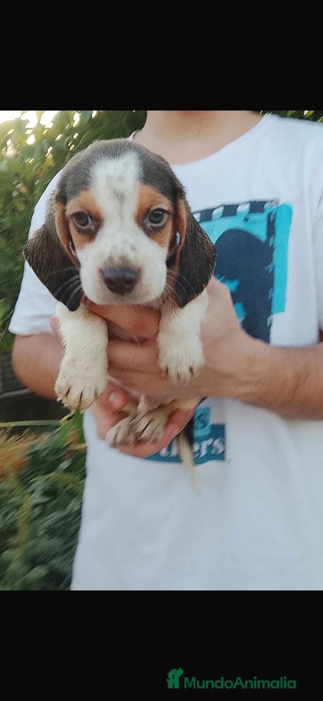 Beagle perros en venta: Cachorros beagle disponible 🐶🐾 en Badajoz - Anuncio 7