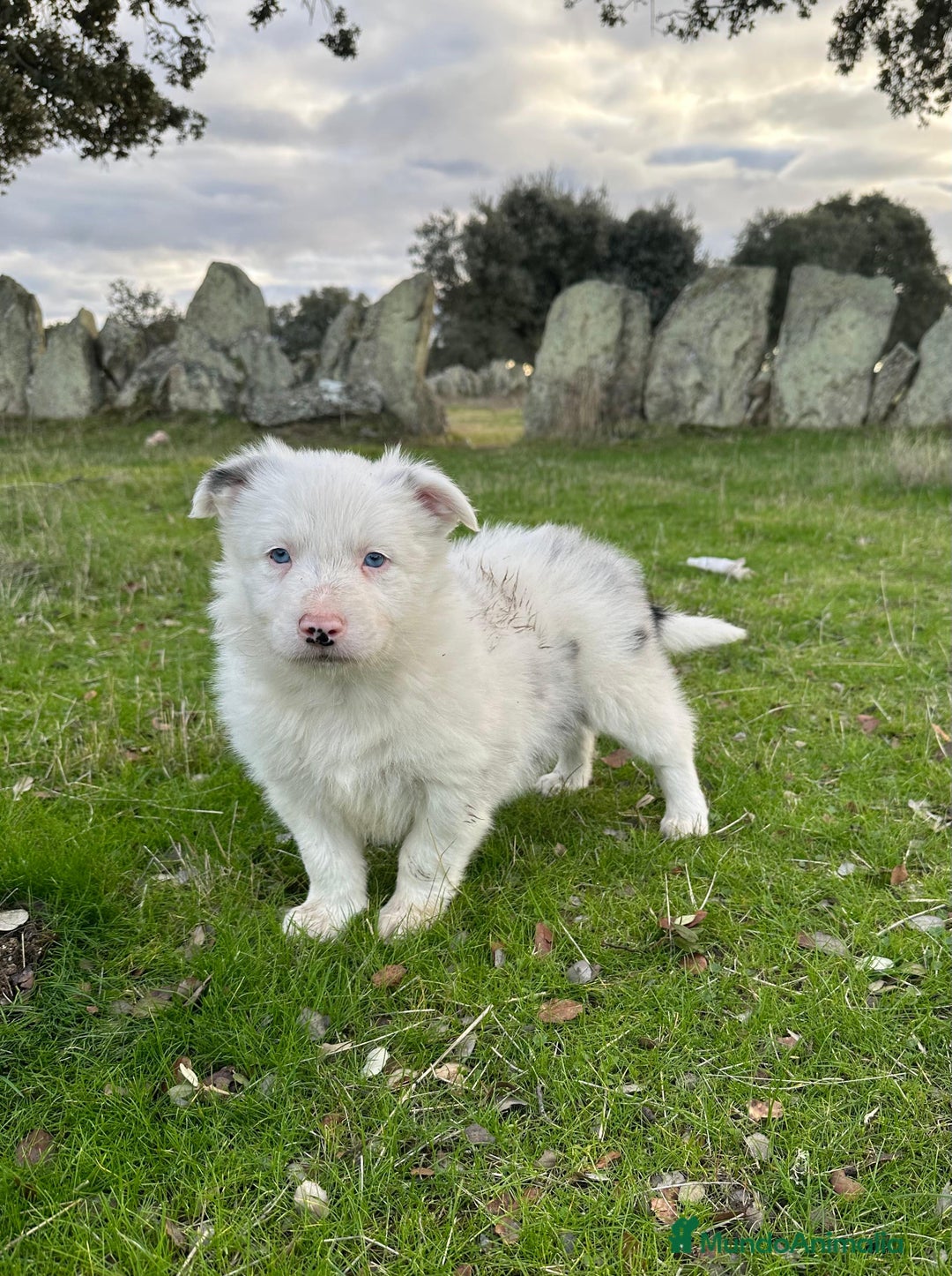 Border Collie perros en venta: Border collie  - Anuncio 2
