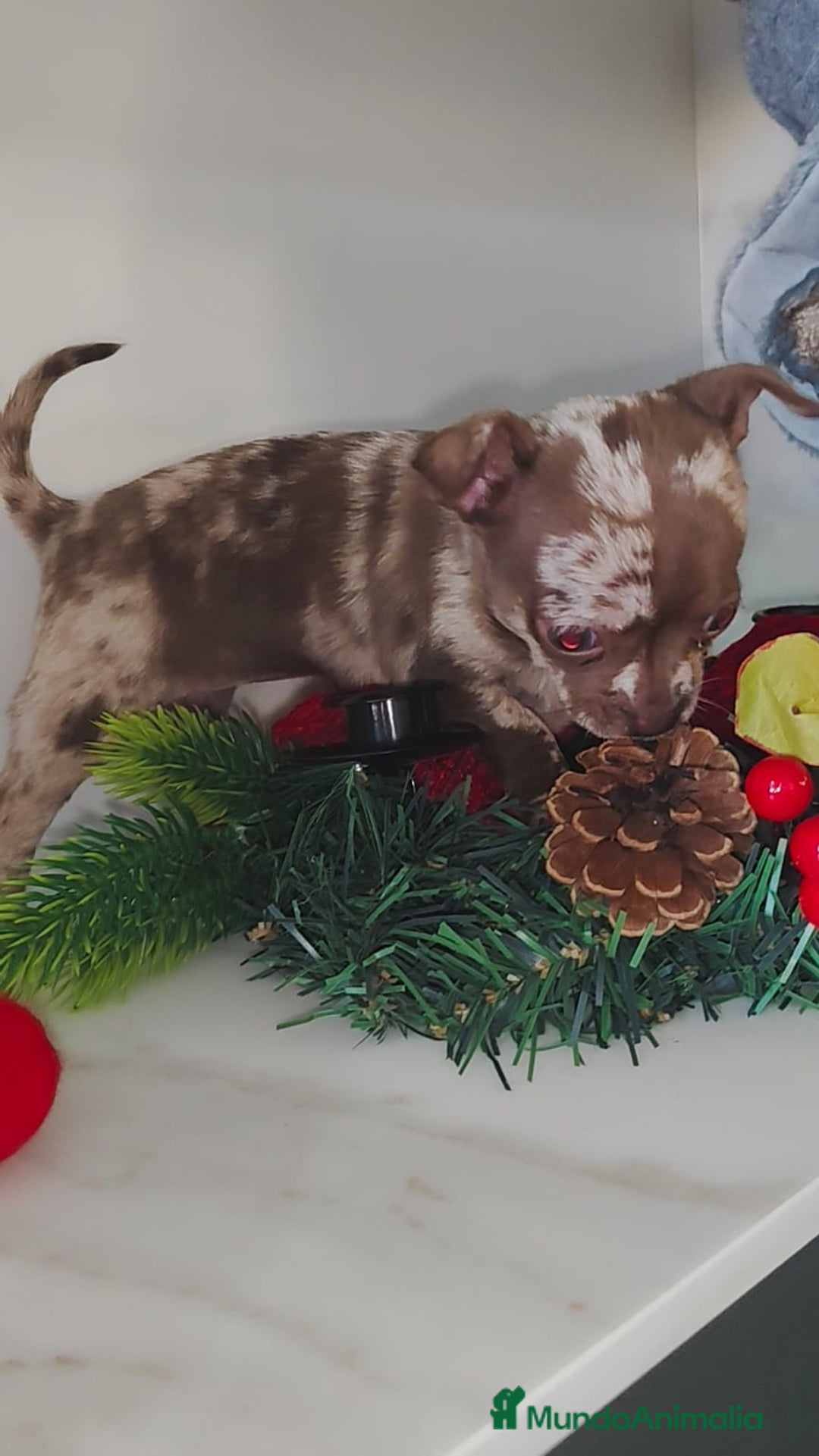 Chihuahua perros en venta: Hembra de chihuahua merle  - Anuncio 4