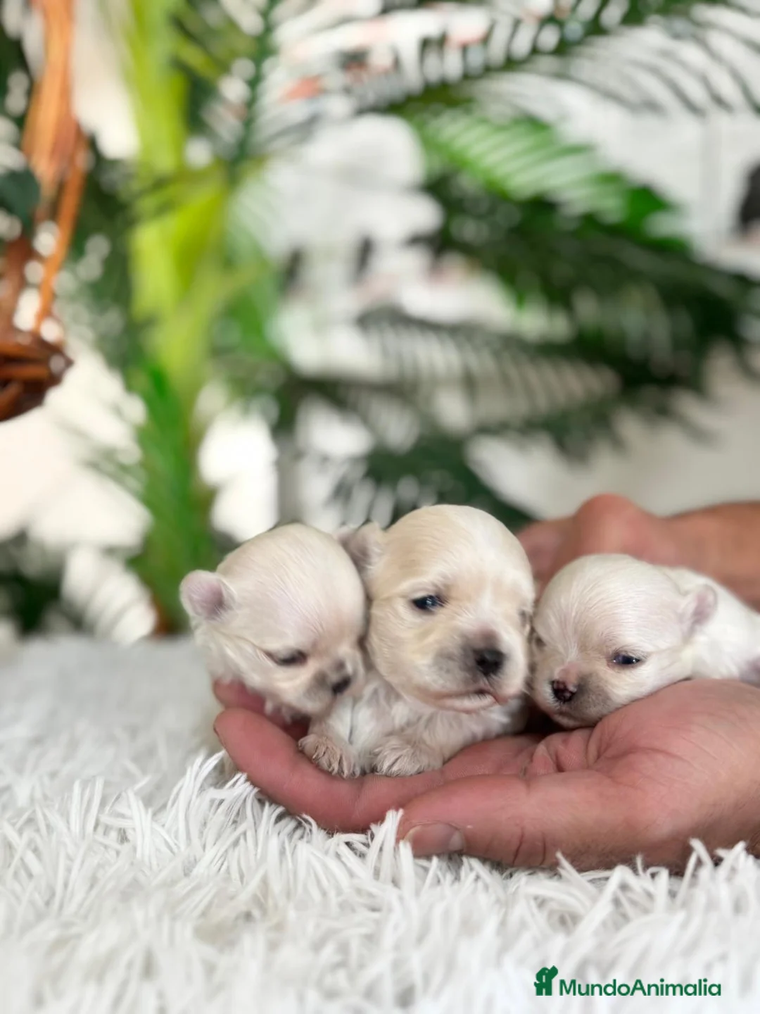 Bichón Maltés perros en venta: BICHON MALTES 100X100 COREANO - Anuncio 4