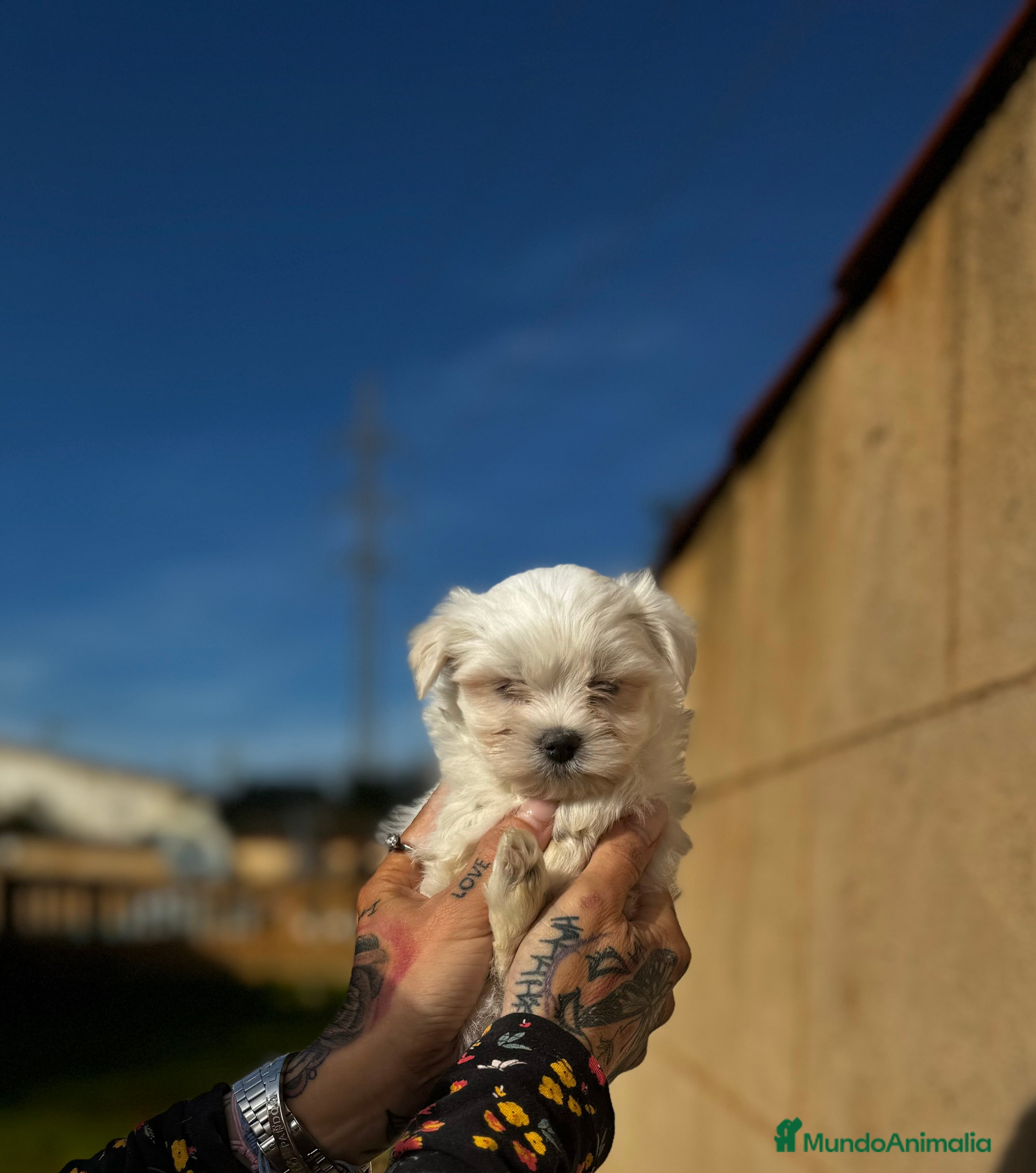 Bichón Maltés perros Bichón maltés  en Illes Balears - Anuncio 4