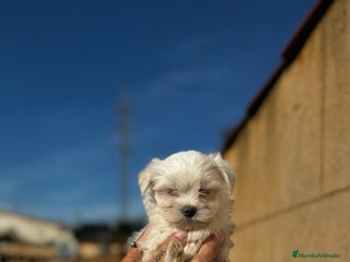 Bichón Maltés perros en Illes Balears - Anuncio 12
