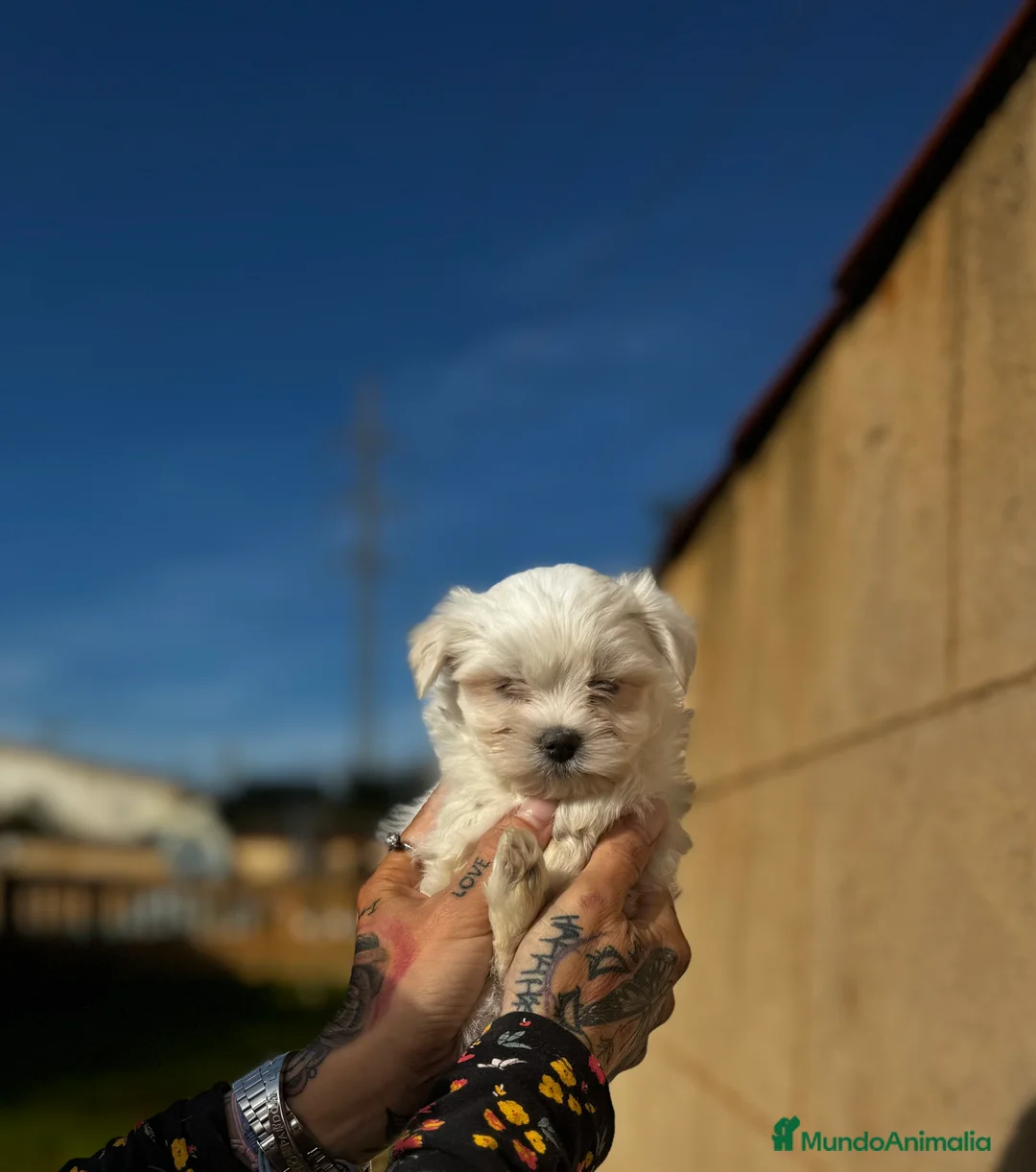 Bichón Maltés perros en venta: Bichón maltés  en Illes Balears - Anuncio 1