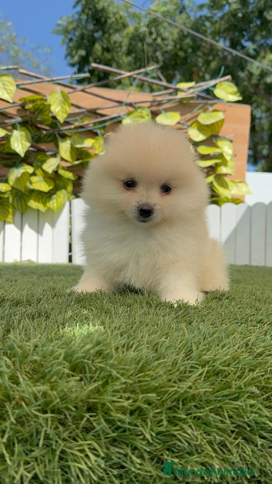 Pomerania perros en venta: POMERANIA BLANCA HEMBRA  - Imagen 5