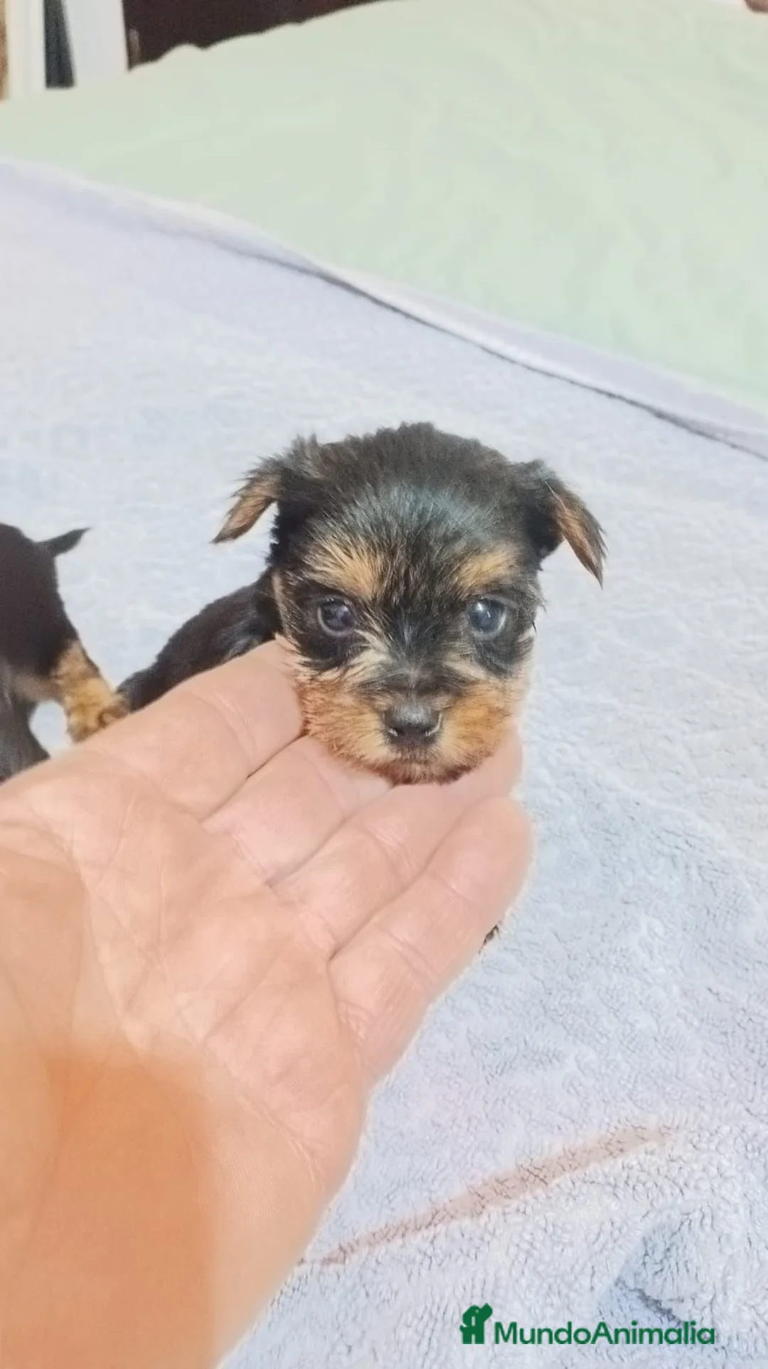 Yorkshire Terrier perros en venta: Cachorros de yorkshire Toy - Anuncio 7