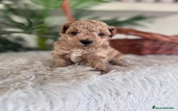 Caniche Toy perros en venta: CANICHE TOY MACHO - Imagen 7