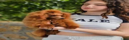 Caniche Toy perros en venta: Caniche Toy rojo  - Anuncio 4
