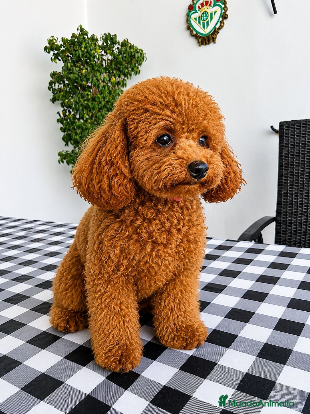 Caniche Toy perros Caniche toy - Anuncio 1