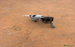 Braco Alemán de Pelo Corto perros en venta: Braco Alemán ultimo macho - Anuncio 4