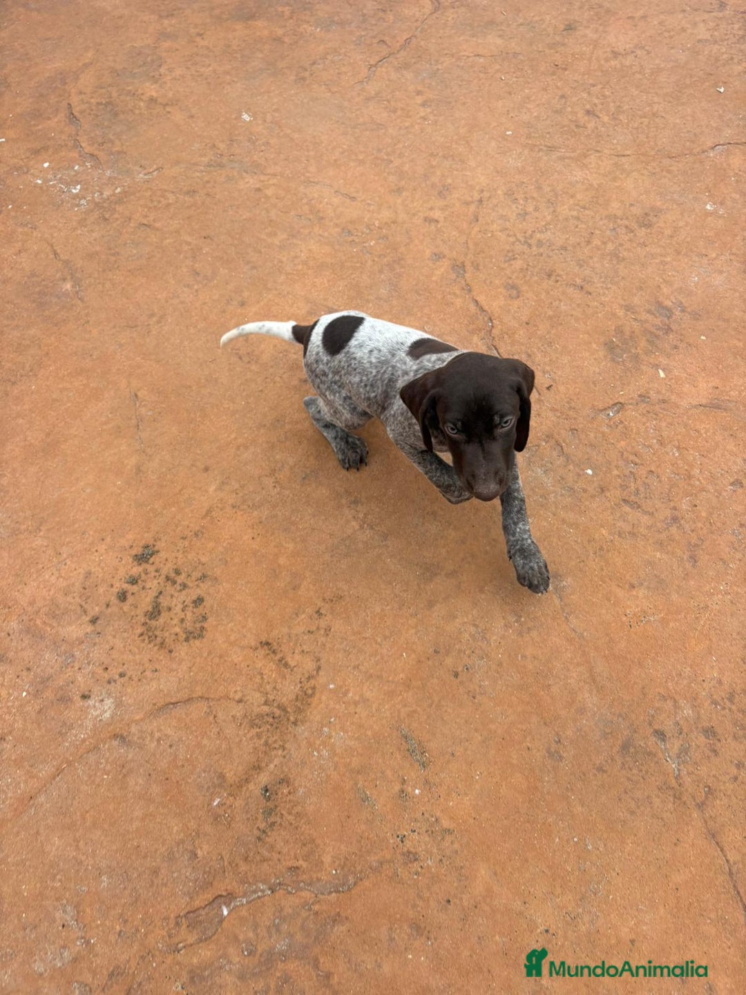 Braco Alemán de Pelo Corto perros en venta: Braco Alemán ultimo macho - Anuncio 4