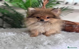 Pomerania perros en venta: POMERANIA HEMBRA MUY PEQUEÑITA - Imagen 7