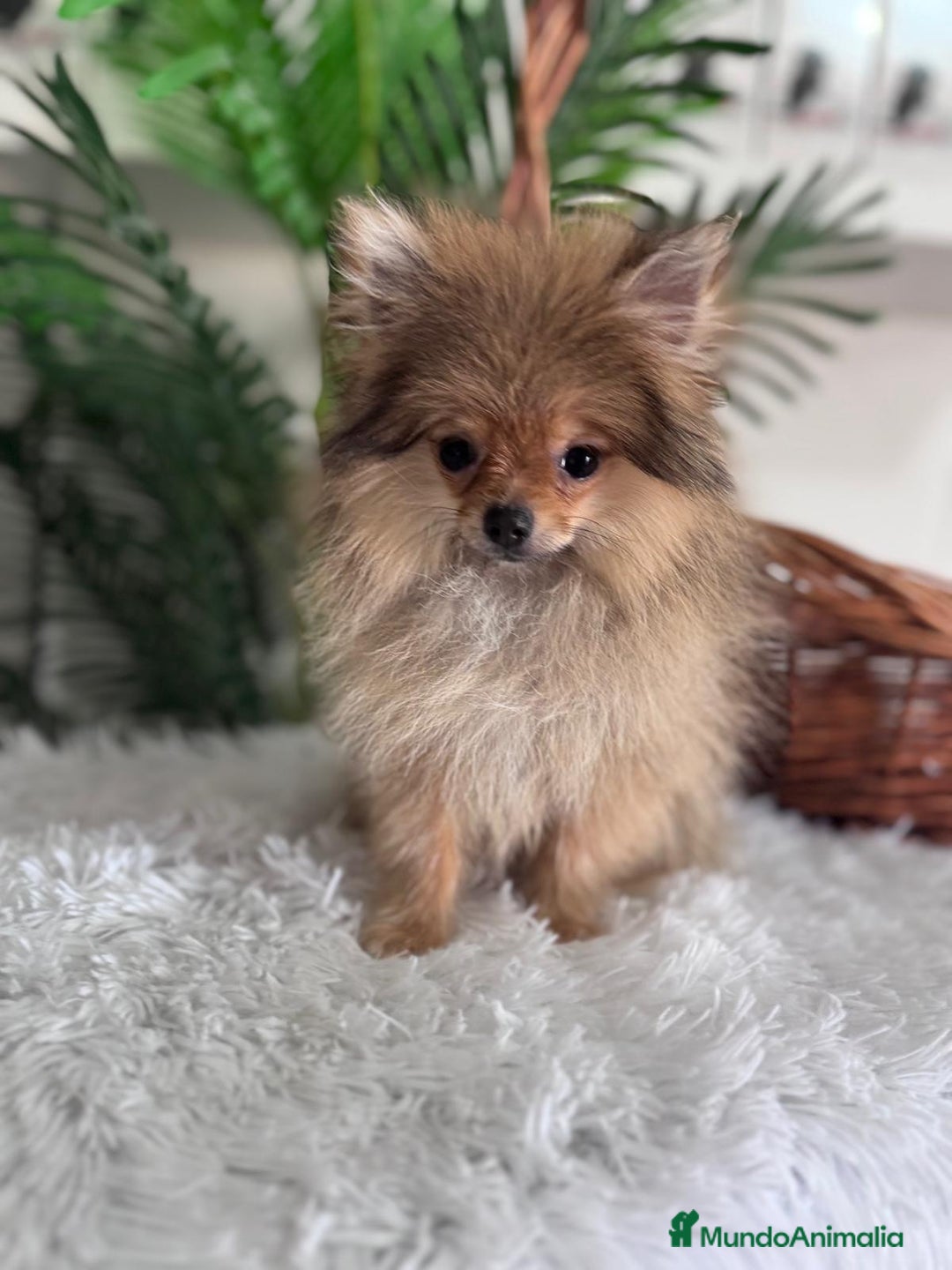 Pomerania perros en venta: POMERANIA HEMBRA MUY PEQUEÑITA - Imagen 7