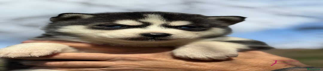 Husky Siberiano Cachorro 9