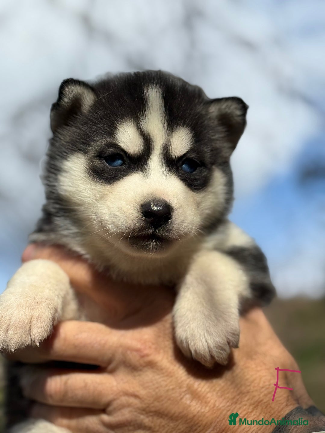 Husky Siberiano perros en venta: CAMADA HUSKY SIBERIANO - Anuncio 9