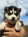 Husky Siberiano Cachorro 9