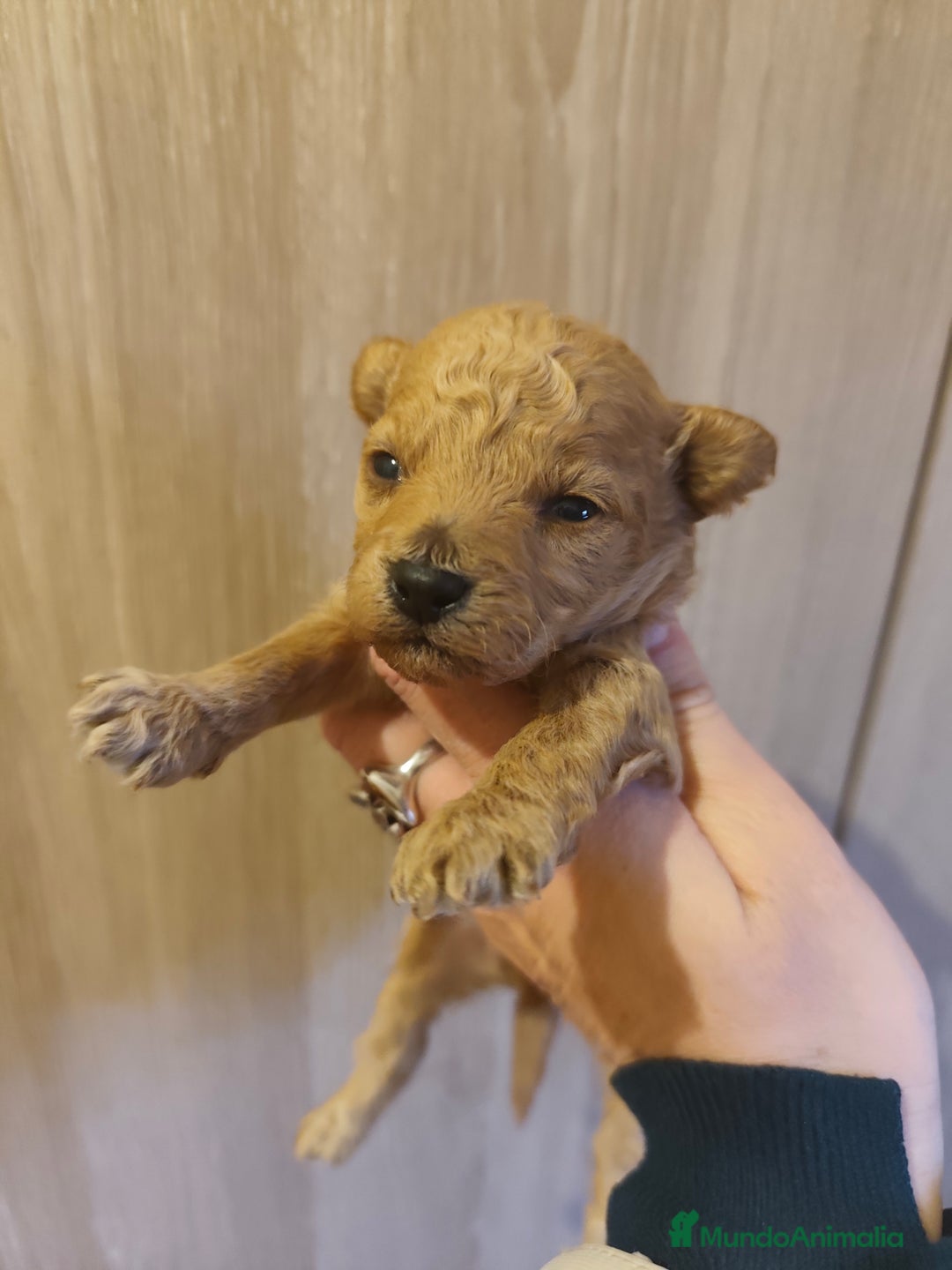 Caniche Toy perros en venta: 🐩💎 CANICHE TOY PREMIUM CAMADAS DISPONIBLES 💎🐩 - Anuncio 1