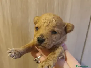 Caniche Toy perros 🐩💎 CANICHE TOY PREMIUM CAMADAS DISPONIBLES 💎🐩 - Anuncio 1