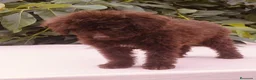 Perro de Agua Español perros en venta: Perro de aguas (PDE) - Anuncio 1