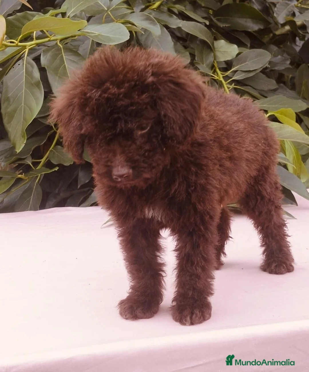 Perro de Agua Español perros en venta: Perro de aguas (PDE) - Anuncio 1